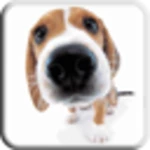 Logo of Dog Licks Screen LWP Free android Application 